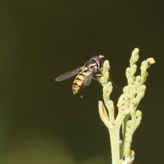 Simosyrphus grandicornis (Common hover fly) at Yackandandah, VIC - 13 Feb 2023 by KylieWaldon