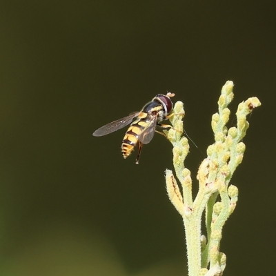 Simosyrphus grandicornis (Common hover fly) at Yackandandah, VIC - 13 Feb 2023 by KylieWaldon