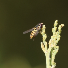 Unidentified Hover fly (Syrphidae) at Yackandandah, VIC - 12 Feb 2023 by KylieWaldon