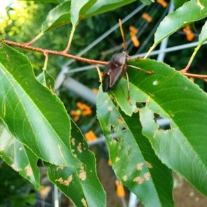 Musgraveia sulciventris at Florey, ACT - 14 Feb 2023 06:37 PM