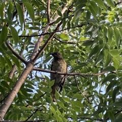 Ptilonorhynchus violaceus (Satin Bowerbird) at Jerrabomberra, NSW - 14 Feb 2023 by Mavis