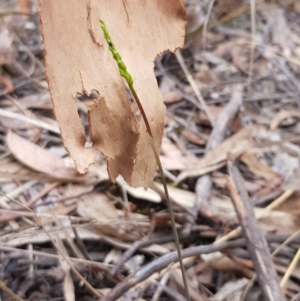 Corunastylis clivicola at Acton, ACT - 14 Feb 2023