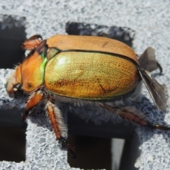 Anoplognathus hirsutus (Hirsute Christmas beetle) at Throsby, ACT - 14 Feb 2023 by JohnBundock