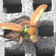 Anoplognathus hirsutus at Throsby, ACT - 14 Feb 2023