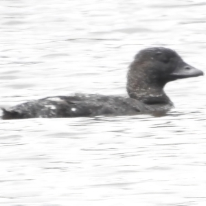 Biziura lobata at Throsby, ACT - 14 Feb 2023