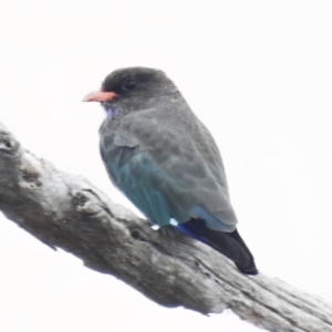 Eurystomus orientalis at Throsby, ACT - 14 Feb 2023