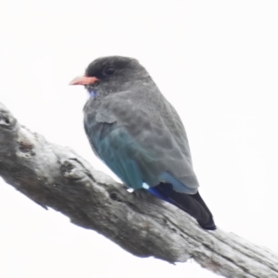 Eurystomus orientalis (Dollarbird) at Throsby, ACT - 14 Feb 2023 by JohnBundock