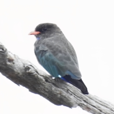 Eurystomus orientalis (Dollarbird) at Throsby, ACT - 13 Feb 2023 by JohnBundock