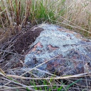 Papyrius sp. (genus) at Molonglo Valley, ACT - suppressed