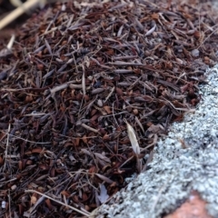 Papyrius sp. (genus) at Molonglo Valley, ACT - suppressed