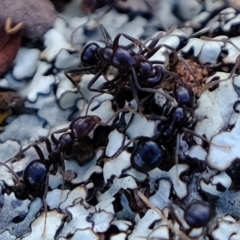 Papyrius sp. (genus) at Molonglo Valley, ACT - suppressed