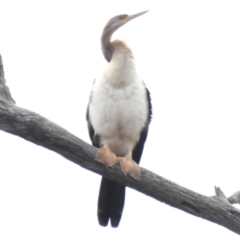 Anhinga novaehollandiae (Australasian Darter) at Mulligans Flat - 14 Feb 2023 by JohnBundock