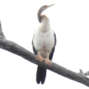 Anhinga novaehollandiae at Throsby, ACT - 14 Feb 2023