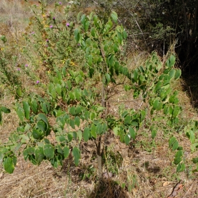 Celtis australis (Nettle Tree) at Molonglo Valley, ACT - 14 Feb 2023 by Kurt