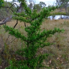 Pyracantha angustifolia (Firethorn, Orange Firethorn) at Molonglo Valley, ACT - 14 Feb 2023 by Kurt