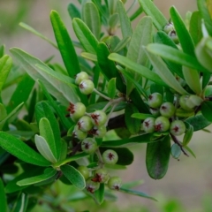 Pyracantha angustifolia at Molonglo Valley, ACT - 14 Feb 2023