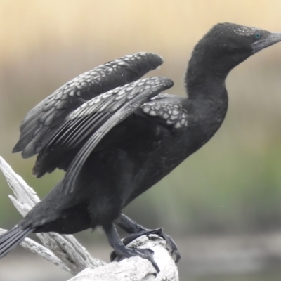 Phalacrocorax sulcirostris (Little Black Cormorant) at Throsby, ACT - 14 Feb 2023 by JohnBundock