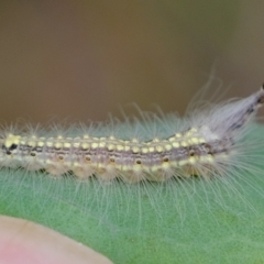 Uraba lugens (Gumleaf Skeletonizer) at Molonglo Valley, ACT - 14 Feb 2023 by Kurt