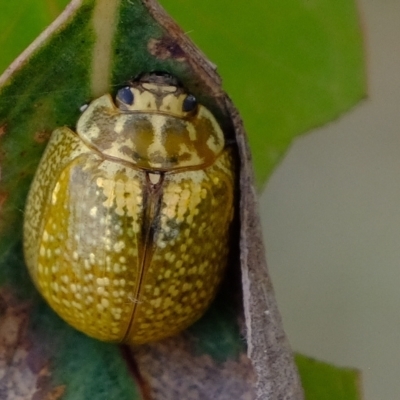 Paropsisterna cloelia (Eucalyptus variegated beetle) at Kama - 14 Feb 2023 by Kurt