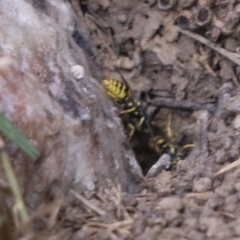 Vespula germanica (European wasp) at Scullin, ACT - 13 Feb 2023 by AlisonMilton