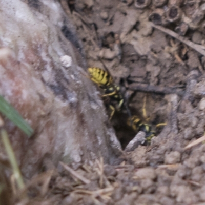 Vespula germanica (European Wasp, German Yellowjacket Wasp) at Scullin, ACT - 14 Feb 2023 by AlisonMilton