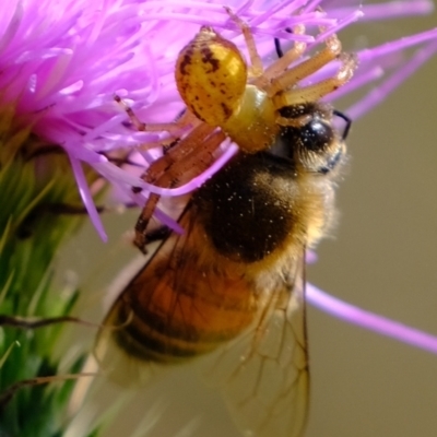 Australomisidia sp. (genus) (Flower spider) at Molonglo River Reserve - 14 Feb 2023 by Kurt