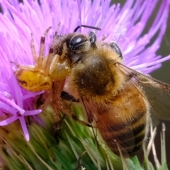 Australomisidia sp. (genus) at Stromlo, ACT - 14 Feb 2023