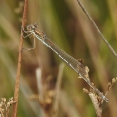 Austrolestes analis (Slender Ringtail) at Mulligans Flat - 13 Feb 2023 by JohnBundock