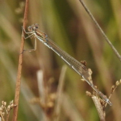 Austrolestes analis (Slender Ringtail) at Undefined Area - 13 Feb 2023 by JohnBundock