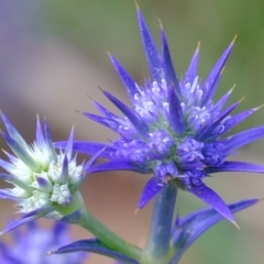 Eryngium ovinum (Blue Devil) at Molonglo River Reserve - 14 Feb 2023 by Kurt