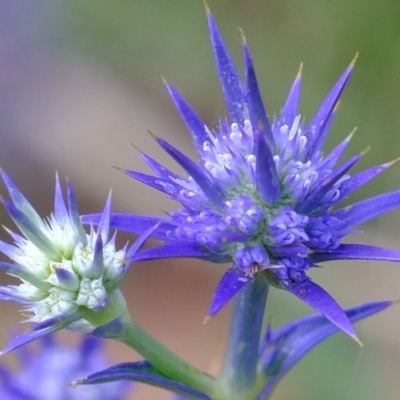 Eryngium ovinum (Blue Devil) at Molonglo River Reserve - 14 Feb 2023 by Kurt