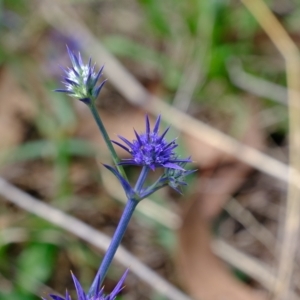 Eryngium ovinum at Stromlo, ACT - 14 Feb 2023 02:18 PM