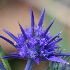 Eryngium ovinum at Stromlo, ACT - 14 Feb 2023