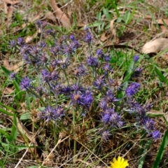 Eryngium ovinum at Stromlo, ACT - 14 Feb 2023 02:18 PM