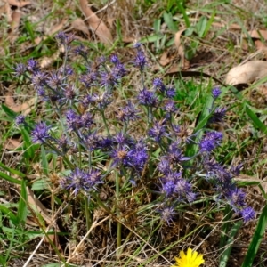 Eryngium ovinum at Stromlo, ACT - 14 Feb 2023