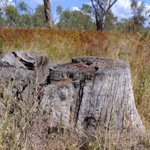 Papyrius sp. (genus) at Molonglo Valley, ACT - suppressed