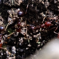 Papyrius sp. (genus) at Molonglo Valley, ACT - suppressed