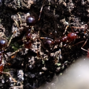 Papyrius sp. (genus) at Molonglo Valley, ACT - suppressed