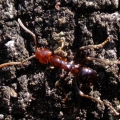 Papyrius sp. (genus) at Molonglo Valley, ACT - suppressed