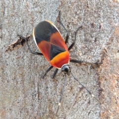 Dindymus versicolor (Harlequin Bug) at Urambi Hills - 14 Feb 2023 by michaelb
