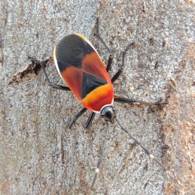 Dindymus versicolor (Harlequin Bug) at Urambi Hills - 14 Feb 2023 by michaelb