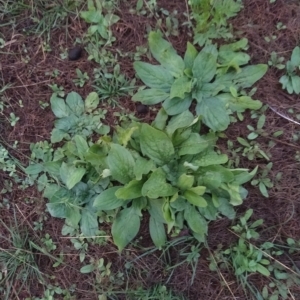 Echium plantagineum at Fadden, ACT - 14 Feb 2023