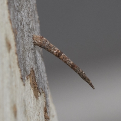 Conoeca guildingi (A case moth) at Fraser, ACT - 14 Feb 2023 by AlisonMilton