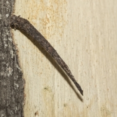 Conoeca guildingi (A case moth) at Scullin, ACT - 14 Feb 2023 by AlisonMilton