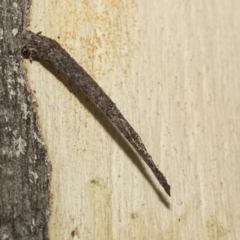 Conoeca guildingi (A case moth) at Scullin, ACT - 13 Feb 2023 by AlisonMilton