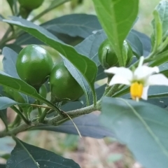 Solanum pseudocapsicum (Jerusalem Cherry, Madeira Cherry) at Fadden, ACT - 14 Feb 2023 by KumikoCallaway