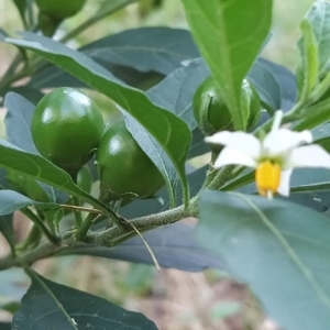 Solanum pseudocapsicum at Fadden, ACT - 14 Feb 2023