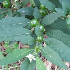 Solanum pseudocapsicum at Fadden, ACT - 14 Feb 2023