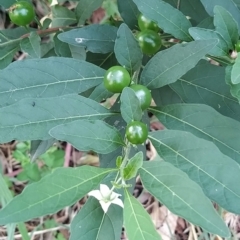 Solanum pseudocapsicum at Fadden, ACT - 14 Feb 2023