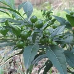 Solanum pseudocapsicum at Fadden, ACT - 14 Feb 2023